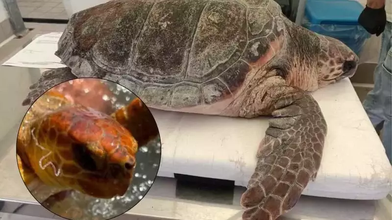 Tartaruga Marina Salvata a Maccarese: Un Segno delle Minacce Silenziose negli Oceani