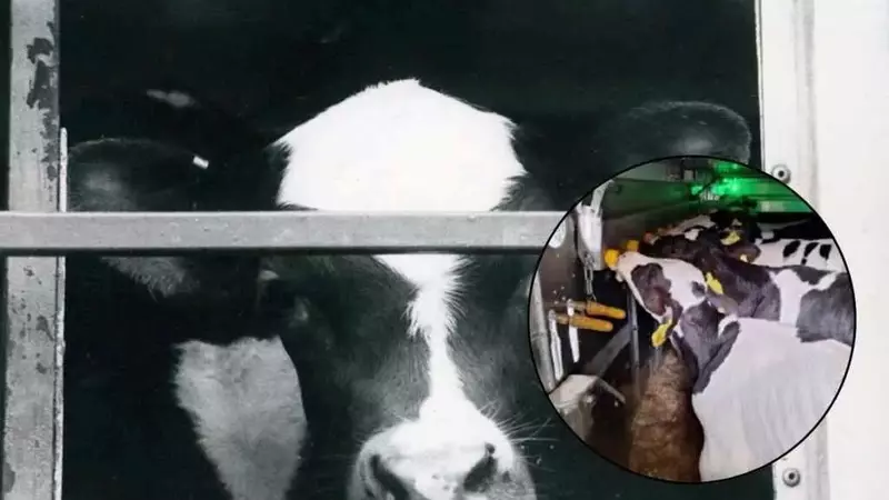 Stop ai Viaggi di Sofferenza per i Vitelli: Una Compagnia di Traghetti Cessera' il Trasporto di Animali Vivi