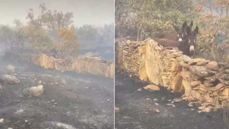 Un Miracolo tra le Fiamme: Asini Sopravvivono agli Incendi Spagnoli