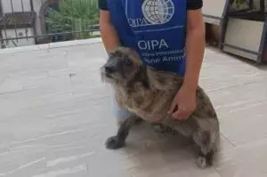 La Resilienza di Stella: Una Cagnolina Tripode Trova Speranza a Paternopoli