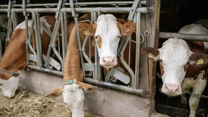 La FAO lancia un piano ambizioso per allevamenti più sostenibili