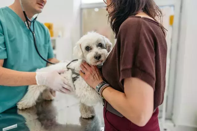 Recognizing Urgent Pet Health Issues: When to Seek Emergency Veterinary Care