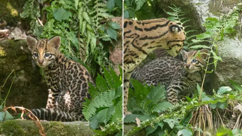 La Nascita di un Ocelot in Cattività: Un Dibattito sulla Conservazione