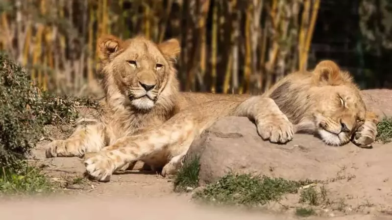 La Lotta dei Leoni a Tokyo: Una Crisi Climatica e Etica Negli Zoo