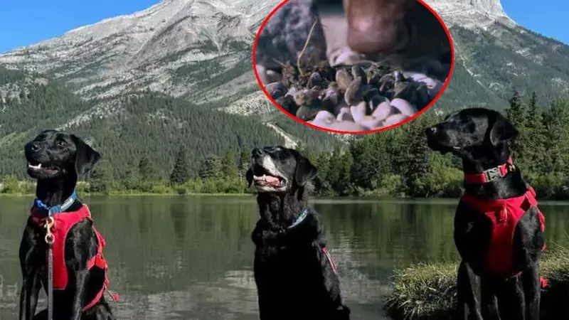 Cani Anticozze Proteggono gli Ecosistemi Acquatici Canadesi