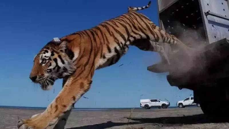 Il ritorno della tigre in Kazakistan: una speranza per la natura selvaggia