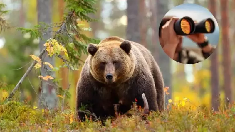 Bear Watching: Un'Esperienza Immersiva per Osservare gli Orsi in Trentino