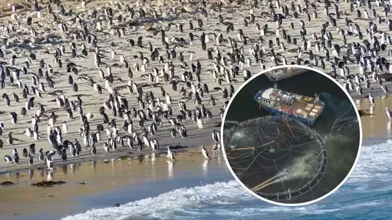 Isole Falkland: Un Paradiso Marino in Bilico per l'Allevamento di Salmone