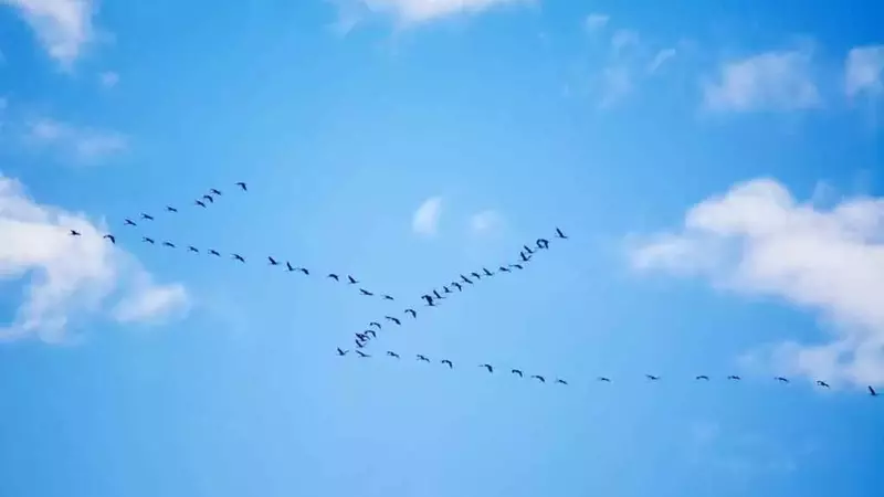 Il Segreto del Volo a 'V' degli Uccelli: Efficienza Aerodinamica Rivelata