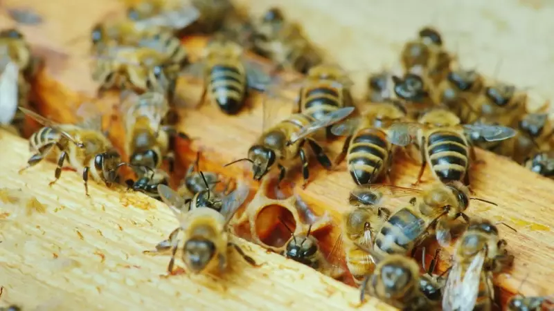 Pesticidi e Apicoltura: Un Pericolo Condiviso per l'Ambiente e la Salute Umana