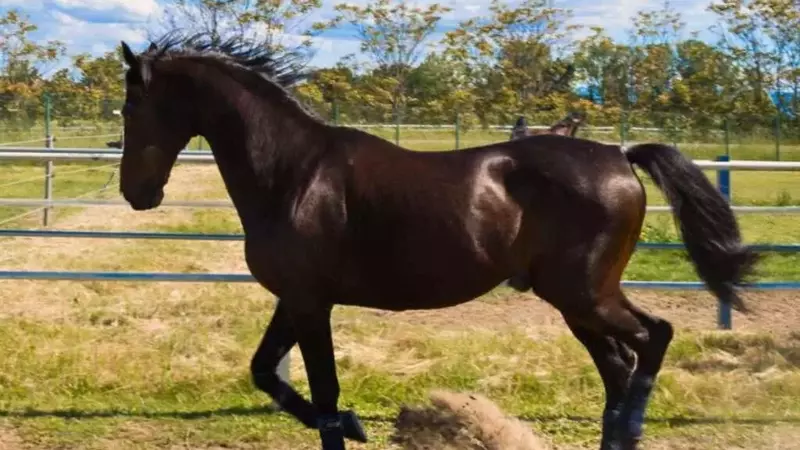 Addio a Varenne: Il Mito dell'Ippica e il Dibattito Etico sullo Sport Animale