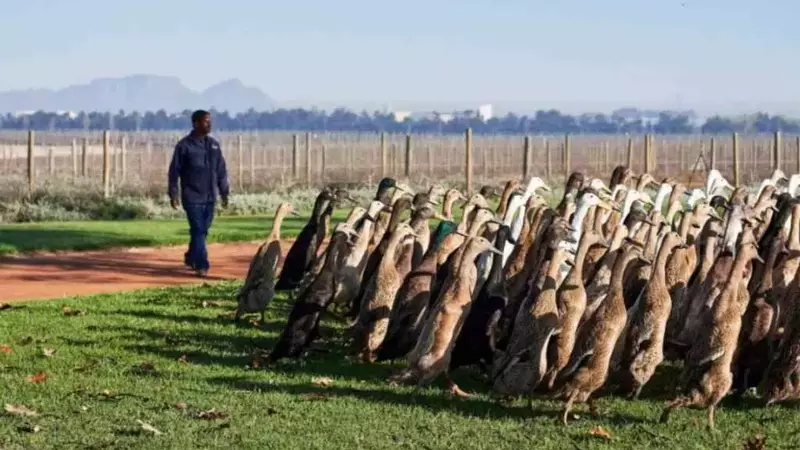 Agricoltura Sostenibile: Anatre Indian Runner Contro i Parassiti nei Vigneti del Sudafrica