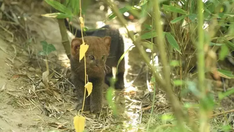 La Nascita di un Jaguarundi in Cattività: Una Riflessione sulla Conservazione Felina