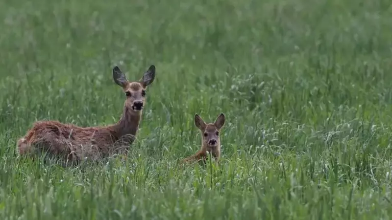 Inizio della controversa stagione di caccia ai caprioli in Toscana: autorizzato l'abbattimento di femmine e cuccioli