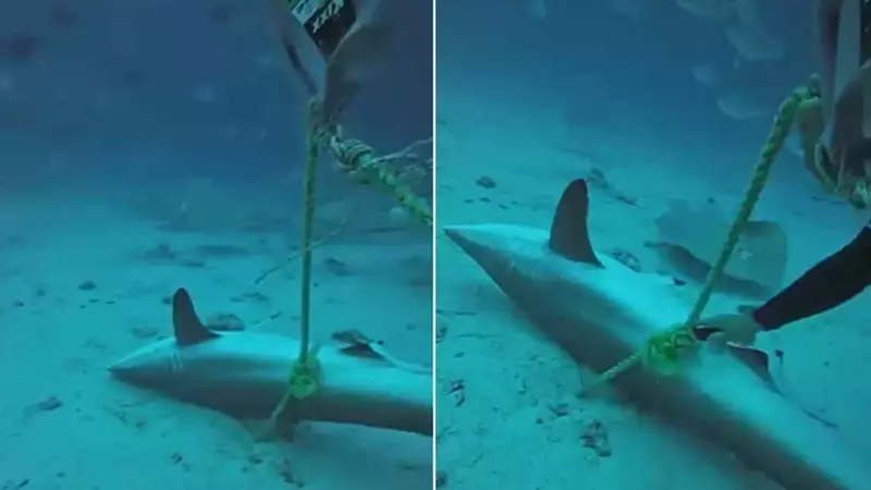 Sub eroici liberano squali dalle reti da pesca nelle acque delle Maldive