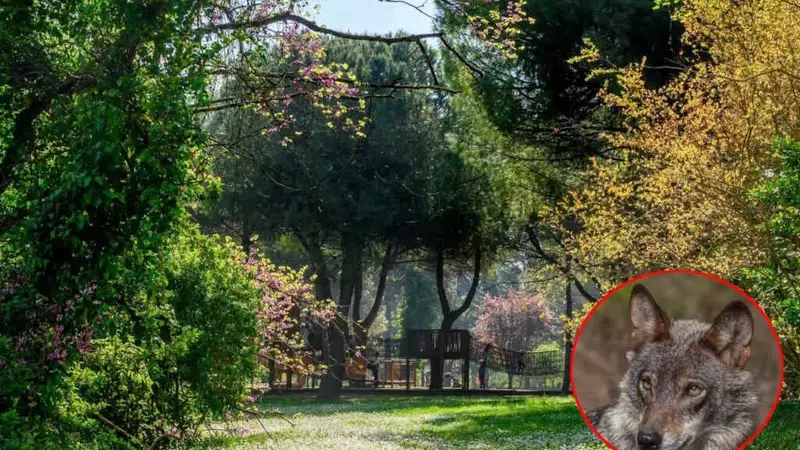 Lupo avvistato a Riccione: parchi chiusi e misure di sicurezza implementate