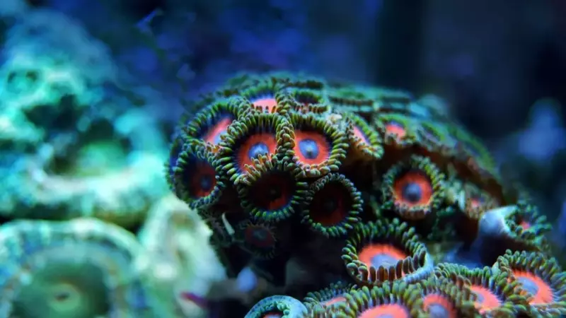 Le Meraviglie Sottomarine Sotto Minaccia: Un Allarme per le Barriere Coralline