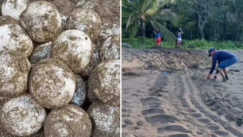 Il Glorioso Ritorno delle Tartarughe Liuto Giganti a Panama Dopo Tre Decenni