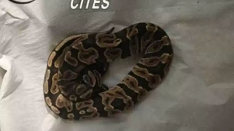 Serpente Reale Abbandonato a Castel Volturno: Il Salvataggio Incredibile