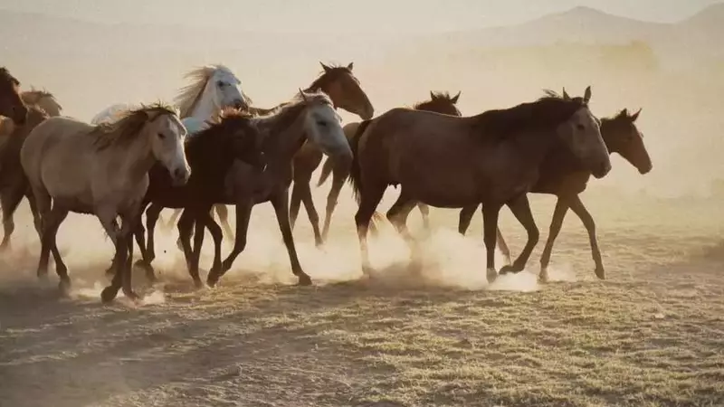 Scandalo dei Mustang: Cavalli Selvaggi d'America Venduti al Macello