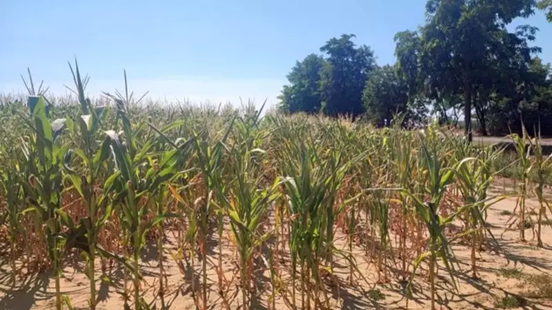 Cambiamenti Climatici e Agricoltura Europea: Un'Analisi delle Previsioni di Resa per le Colture Estive
