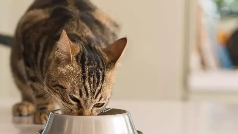 Pet food al salmone: la discrepanza tra immagine e ingredienti effettivi