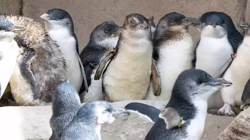 L'Australia lancia un piano di vaccinazione per i pinguini minori contro l'influenza aviaria H5N1