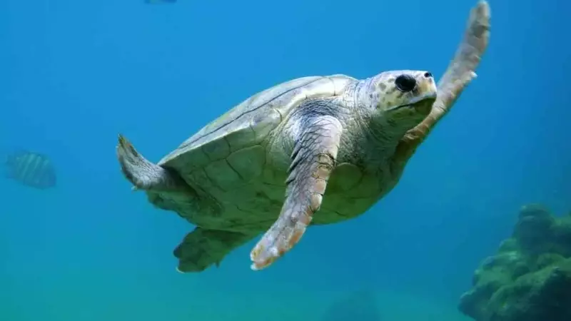 Le Tartarughe Marine Morbano i Bagnanti in Puglia: Analisi e Soluzioni degli Esperti
