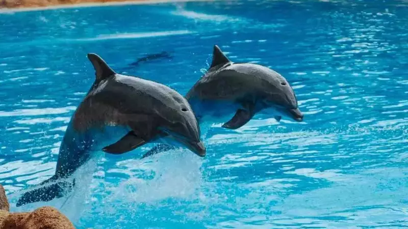 Il futuro incerto dei delfini di Marineland: il progetto di conservazione annullato