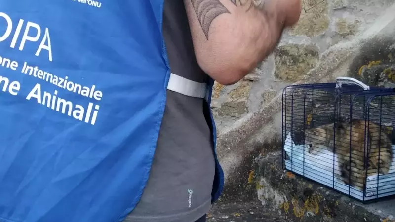 Sostegno per Olivia: una gatta bisognosa di cure urgenti ad Acquapendente