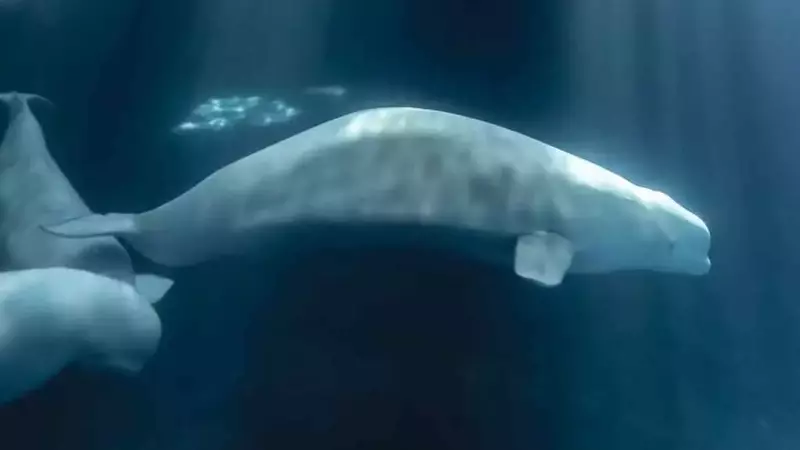 La morte della balena beluga Peekachu solleva questioni etiche sul benessere degli animali negli acquari