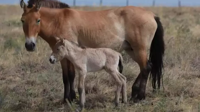 Rinascita nelle Steppe: Un Puledro di Cavallo di Przewalski Nasce in Kazakistan Dopo Due Secoli