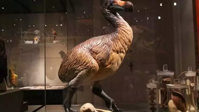 Riscoprire il Dodo: Un'Analisi Profonda del Suo Cervello Rivela una Storia Inattesa