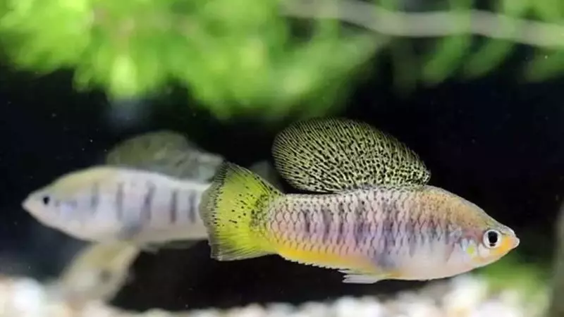 L'inquinamento fluviale altera l'olfatto dei pesci e porta all'ibridazione, minacciando la biodiversità