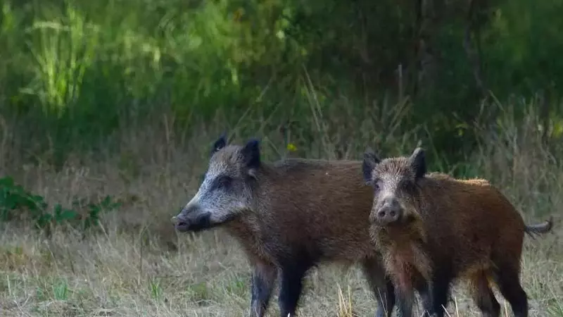 Emergenza Peste Suina Africana: Ritorna l'Allerta a Roma, Indetta una Zona di Contenimento
