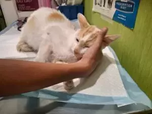 La Lotta di Grattino: Un Gatto Coraggioso in Cerca di Aiuto a Palermo