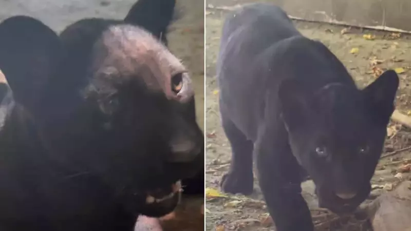 Partenope, la piccola giaguaro dello Zoo di Napoli: un futuro in cattività