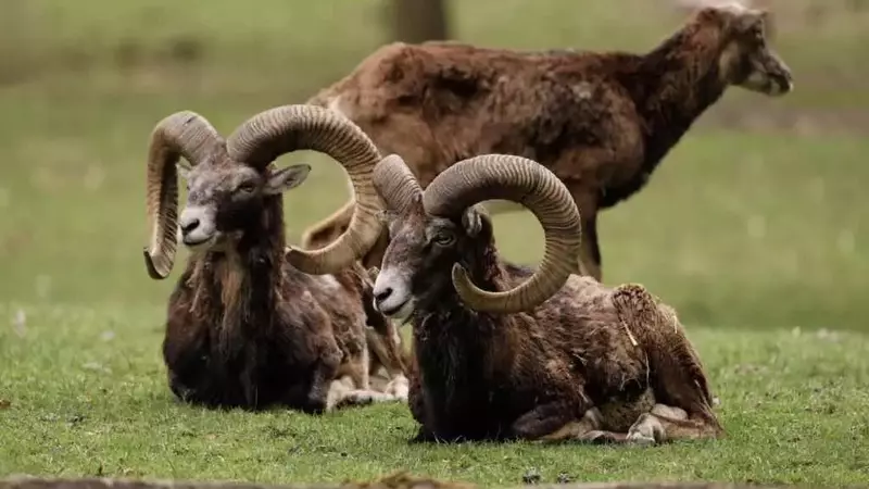 La controverse decisioni sulla caccia agli ungulati in Trentino: un dibattito etico e ambientale