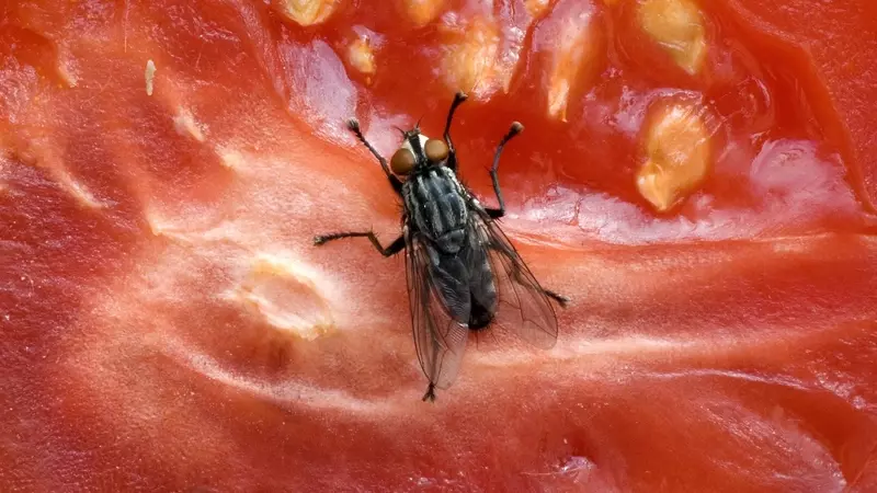 Il Pericolo Nascosto delle Mosche nel Cibo: Non Solo fastidio, ma Vettori di Batteri Patogeni