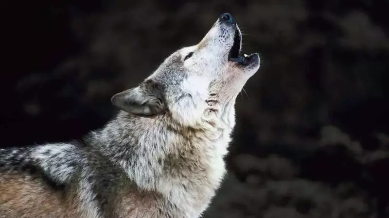 Controversia sull'abbattimento dei lupi in Alto Adige: critiche e azioni legali delle associazioni ambientaliste