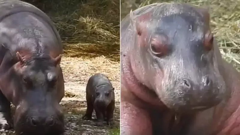 Nascita Record al Parco Natura Viva: Camilla l'Ippopotamo Diventa Madre a 55 Anni
