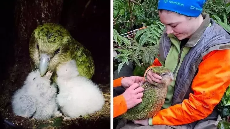 La straordinaria rinascita del kākāpō: il pappagallo che non vola supera i 320 esemplari