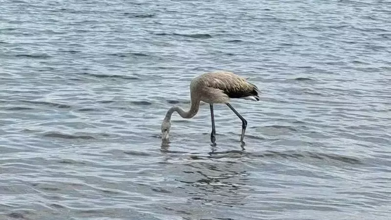 Fenìcotteri sulla costa di Salerno: l'Enpa invita a mantenere la distanza per la loro tranquillità