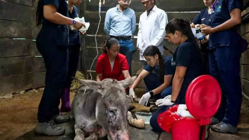 Appello d'Emergenza per gli Animali nel Tolima colpiti dagli Incendi