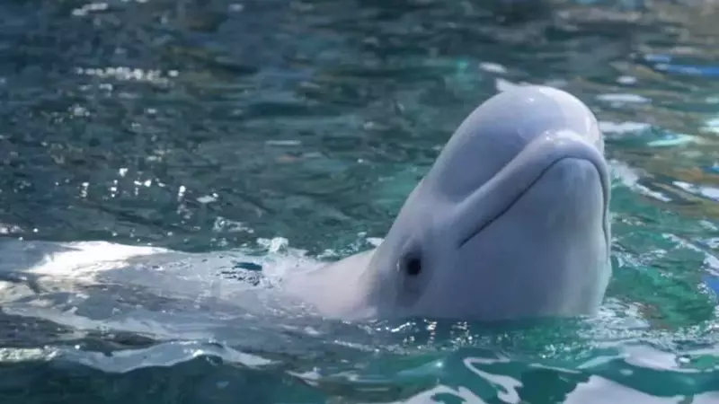 Trasferimento Beluga e Delfini: Una Libertà Negata
