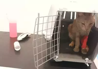 Appello per Romeo: Un Gatto di Colonia Bisognoso di Cure a Lamezia Terme