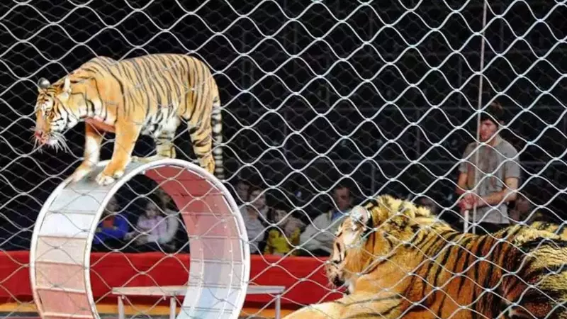 Ungheria dice addio agli animali selvatici nei circhi: un esempio per l'Italia