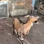Salvataggio di Animali Inusuali: Capra e Maiale Vietnamita Tratti in Salvo a Milano