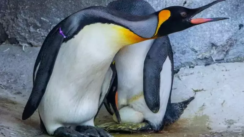 Una Nuova Vita in Cattività: L'Uovo di Pinguino Reale allo Zoo di Edimburgo Dopo 17 Anni