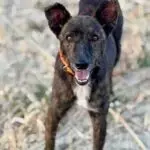 La Trasformazione Incredibile di Paolo: Da Cagnolino Abbandonato a Compagno Affettuoso in Cerca di Famiglia